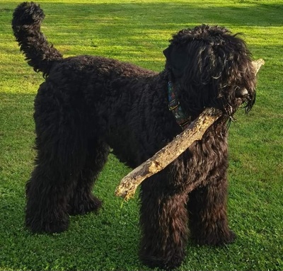 WURFANKÜNDIGUNG SCHWARZE TERRIER WELPEN IM SEPTEMBER 2024, Schwarzer Russischer Terrier Welpen - Hündin