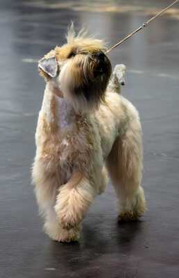 WURFANKÜNDIGUNG SELTENE IRISH SOFT COATED WHEATEN TERRIER, Irish Soft Coated Wheaten Terrier Welpen - Hündin