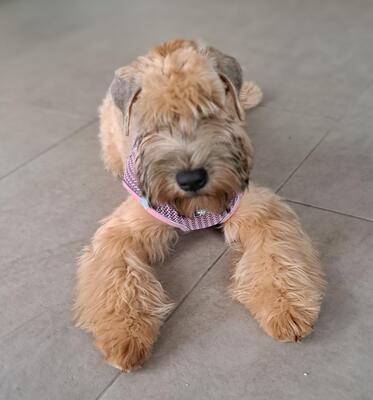 WURFANKÜNDIGUNG SELTENE IRISH SOFT COATED WHEATEN TERRIER, Irish Soft Coated Wheaten Terrier Welpen - Hündin