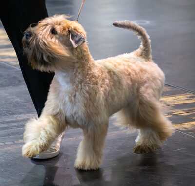 WURFANKÜNDIGUNG SELTENE IRISH SOFT COATED WHEATEN TERRIER, Irish Soft Coated Wheaten Terrier Welpen - Hündin