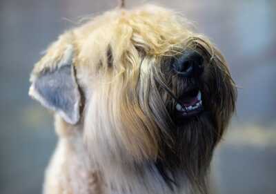 WURFANKÜNDIGUNG SELTENE IRISH SOFT COATED WHEATEN TERRIER, Irish Soft Coated Wheaten Terrier Welpen - Hündin