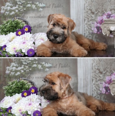 WURFANKÜNDIGUNG SELTENE IRISH SOFT COATED WHEATEN TERRIER, Irish Soft Coated Wheaten Terrier Welpen - Hündin