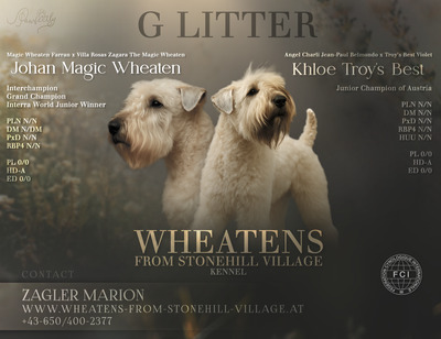 WURFANKÜNDIGUNG SELTENE IRISH SOFT COATED WHEATEN TERRIER, Irish Soft Coated Wheaten Terrier Welpen - Rüde
