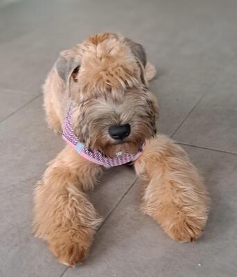 WURFANKÜNDIGUNG SELTENE IRISH SOFT COATED WHEATEN TERRIER, Irish Soft Coated Wheaten Terrier Welpen - Rüde