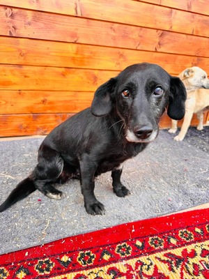 Walala - ruhig, sozial, Mischling - Hündin