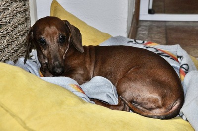 Waldi/Mercucho, Kurzhaardackel - Rüde