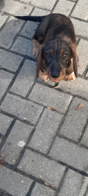 Waldmeister vom Adlungshof