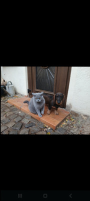 Waldmeister vom Adlungshof, Dackel Welpen - Rüde