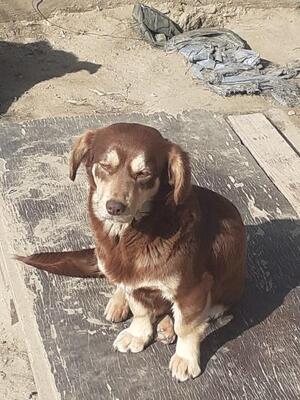 Wally, Mischling - Hündin