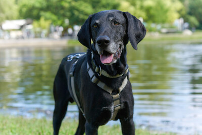 Walter - dringend Pflegeplatz gesucht!, Labrador-Mix - Rüde