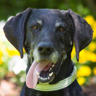 Walter - dringend Pflegeplatz oder Endplatz gesucht!, Labrador-Mix - Rüde