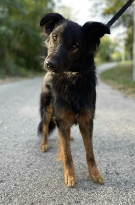 😍Walter ist sehr sanft und lieb und er versteht sich mit allen unseren Hunden ❤️, Mischling - Rüde