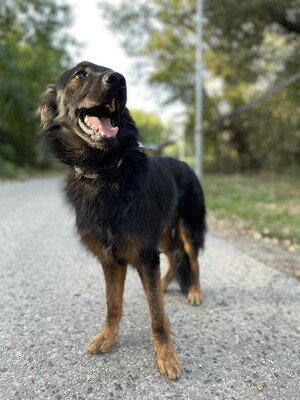 😍Walter ist sehr sanft und lieb und er versteht sich mit allen unseren Hunden ❤️, Mischling - Rüde