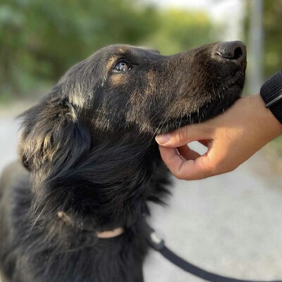 😍Walter ist sehr sanft und lieb und er versteht sich mit allen unseren Hunden ❤️, Mischling - Rüde