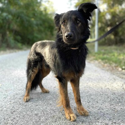 😍Walter ist sehr sanft und lieb und er versteht sich mit allen unseren Hunden ❤️, Mischling - Rüde