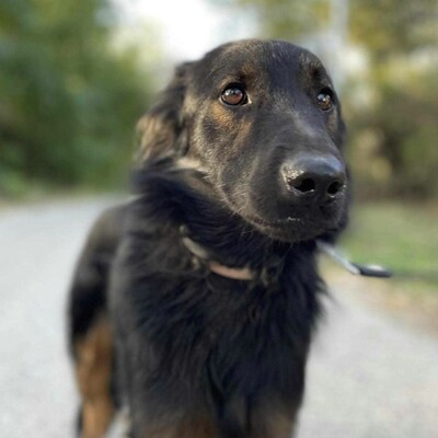 😍Walter ist sehr sanft und lieb und er versteht sich mit allen unseren Hunden ❤️, Mischling - Rüde