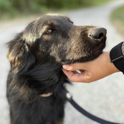 😍Walter ist sehr sanft und lieb und er versteht sich mit allen unseren Hunden ❤️, Mischling - Rüde