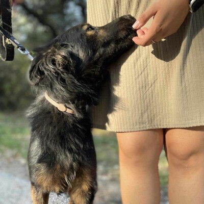 😍Walter ist sehr sanft und lieb und er versteht sich mit allen unseren Hunden ❤️, Mischling - Rüde