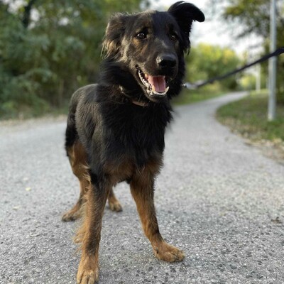 😍Walter ist sehr sanft und lieb und er versteht sich mit allen unseren Hunden ❤️, Mischling - Rüde