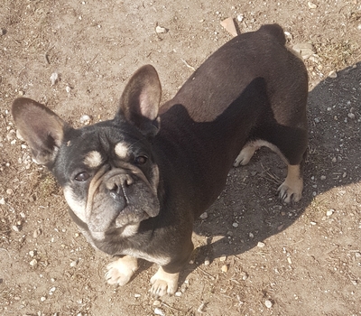 Waltraut, Franz. Bulldogge - Hündin