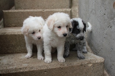 Wanda - Aufgeschlossenes Hundemädchen, ca. 2 Monate, Mischling Welpen - Hündin