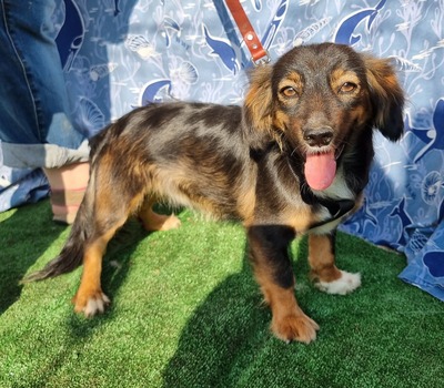 Wanda, Mix - Hündin