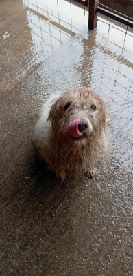 Wanda, ein kleines, zitterndes Seelchen sucht Wärme und Geborgenheit