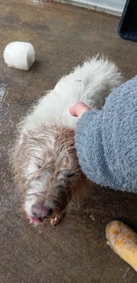 Wanda, unsere Kuscheltante sucht Wärme und Geborgenheit, Mischling - Hündin