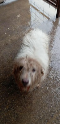 Wanda, unsere Kuscheltante sucht Wärme und Geborgenheit, Mischling - Hündin