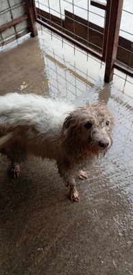 Wanda, unsere Kuscheltante sucht Wärme und Geborgenheit, Mischling - Hündin