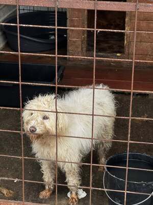 Wanda, unsere Kuscheltante sucht Wärme und Geborgenheit, Mischling - Hündin