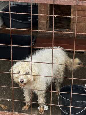 Wanda, unsere Kuscheltante sucht Wärme und Geborgenheit, Mischling - Hündin