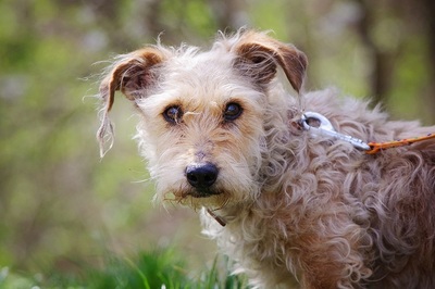 Wanja, CairnTerrierYorki Mischling - Hündin