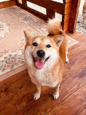 💐Warai, noch in der Slowakei (NB) - freundlich und sozial, Shiba Inu Mix - Hündin