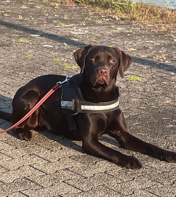 Watson, Labrador - Rüde