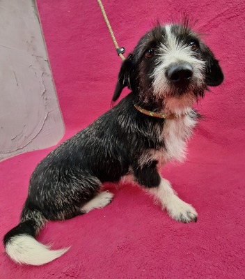 Wecky, Mix - Hündin