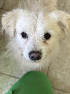 Weg vom Asphalt, rein ins Herz: Andrei sucht seine Menschen, Mischling - Rüde