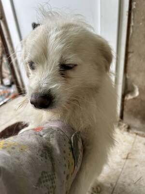 Weg vom Asphalt, rein ins Herz: Andrei sucht seine Menschen, Mischling - Rüde