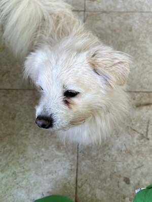 Weg vom Asphalt, rein ins Herz: Andrei sucht seine Menschen, Mischling - Rüde