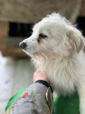 Weg vom Asphalt, rein ins Herz: Andrei sucht seine Menschen, Mischling - Rüde