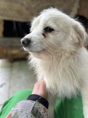 Weg vom Asphalt, rein ins Herz: Andrei sucht seine Menschen, Mischling - Rüde