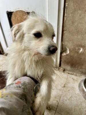 Weg vom Asphalt, rein ins Herz: Andrei sucht seine Menschen, Mischling - Rüde