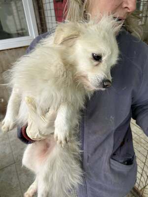 Weg vom Asphalt, rein ins Herz: Andrei sucht seine Menschen, Mischling - Rüde