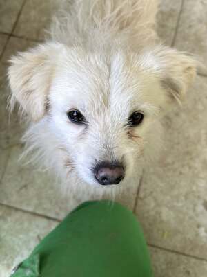 Weg vom Asphalt, rein ins Herz: Andrei sucht seine Menschen, Mischling - Rüde