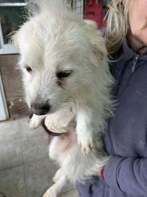 Weg vom Asphalt, rein ins Herz: Andrei sucht seine Menschen, Mischling - Rüde