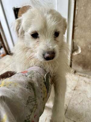 Weg vom Asphalt, rein ins Herz: Andrei sucht seine Menschen, Mischling - Rüde