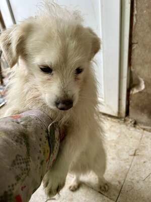 Weg vom Asphalt, rein ins Herz: Andrei sucht seine Menschen, Mischling - Rüde