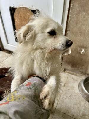 Weg vom Asphalt, rein ins Herz: Andrei sucht seine Menschen, Mischling - Rüde