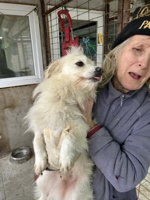 Weg vom Asphalt, rein ins Herz: Andrei sucht seine Menschen, Mischling - Rüde