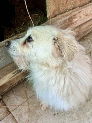 Weg vom Asphalt, rein ins Herz: Andrei sucht seine Menschen, Mischling - Rüde